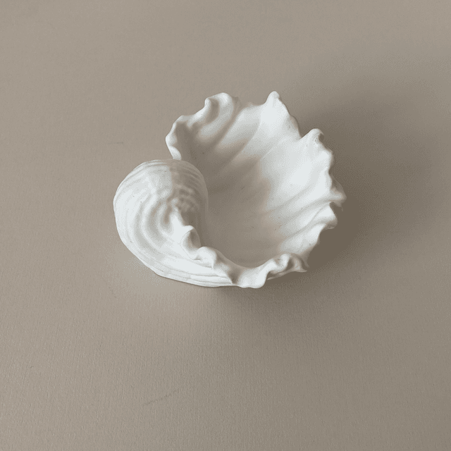 Conch Shell